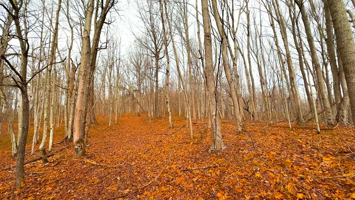 Expansive pasture land