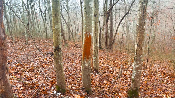 Country property boundary