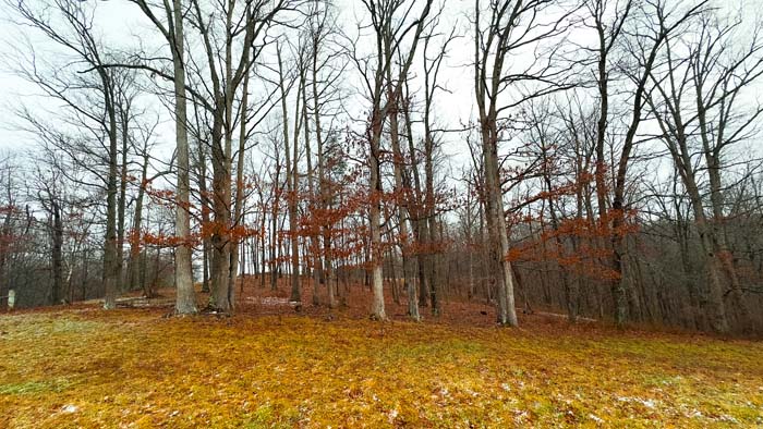Farm pond and pasture
