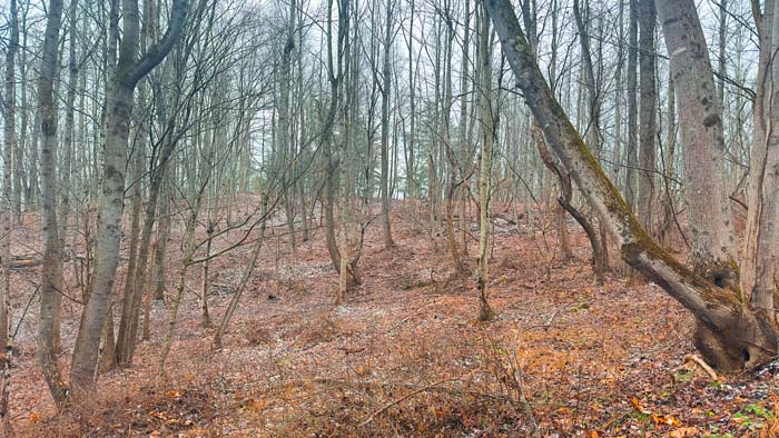 Country living opportunity