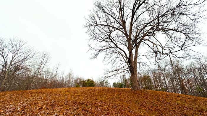 Fenced livestock ground