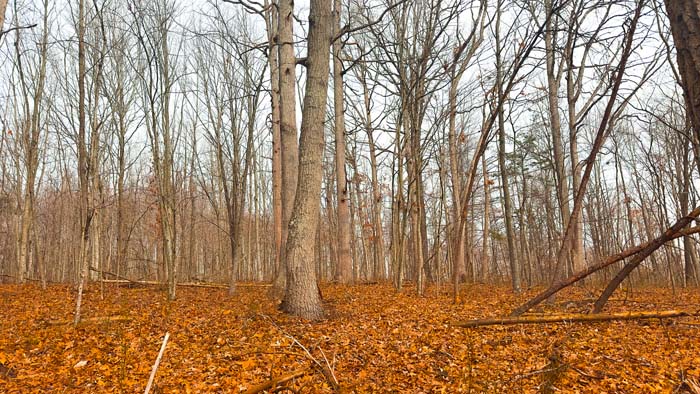 Gently sloping terrain