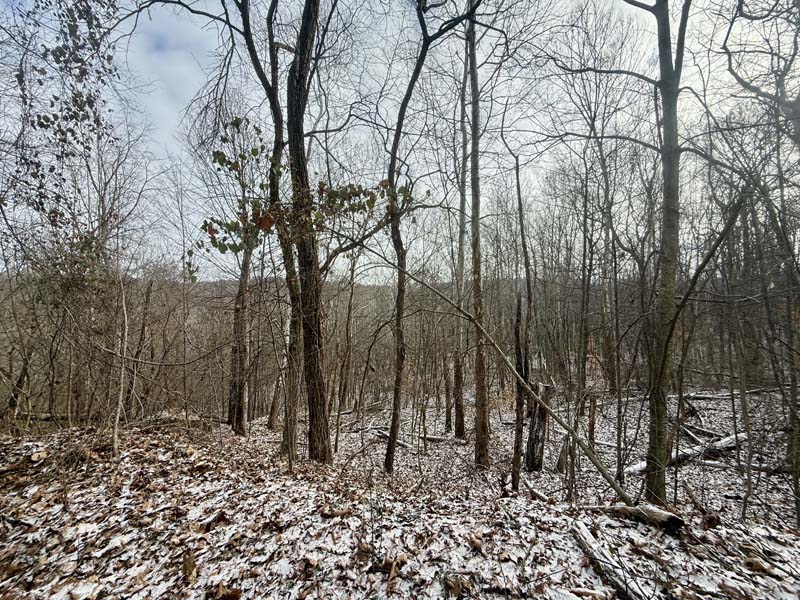 Mature hardwood timber Ohio