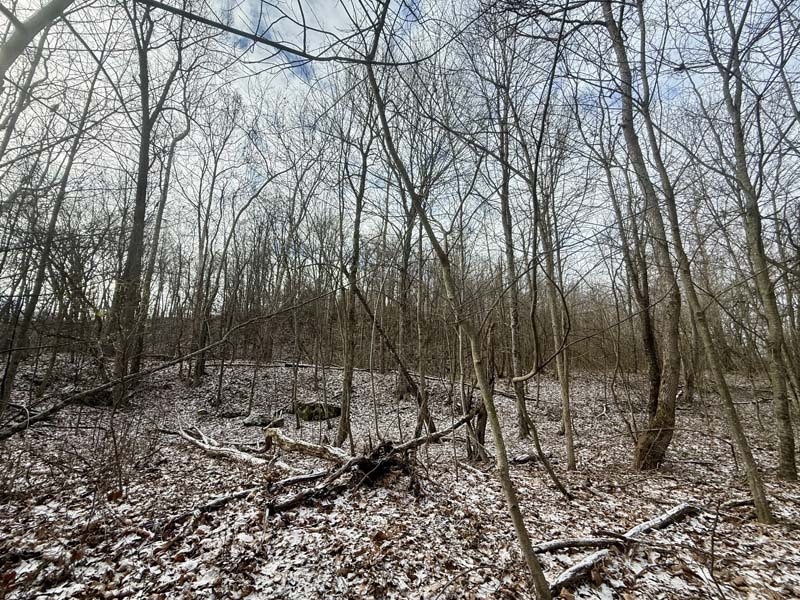 Open hardwoods Meigs County Ohio