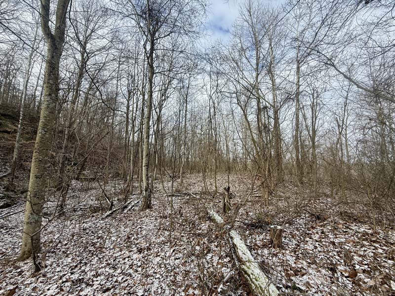 Younger growth deer bedding Ohio