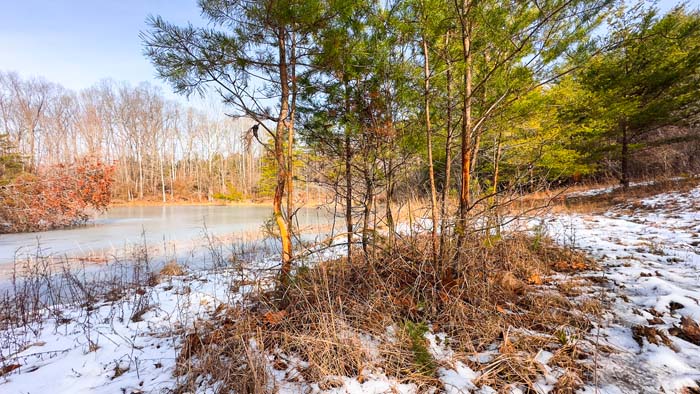 Mature hardwood timber on southern Ohio acreage