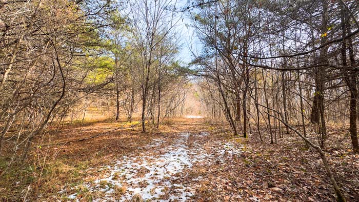 Oak woods providing wildlife habitat in southern Ohio