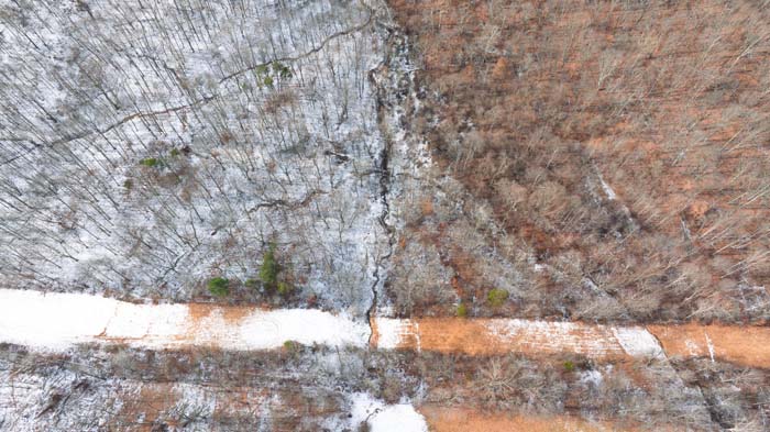 Pine thicket cover for wildlife in southern Ohio