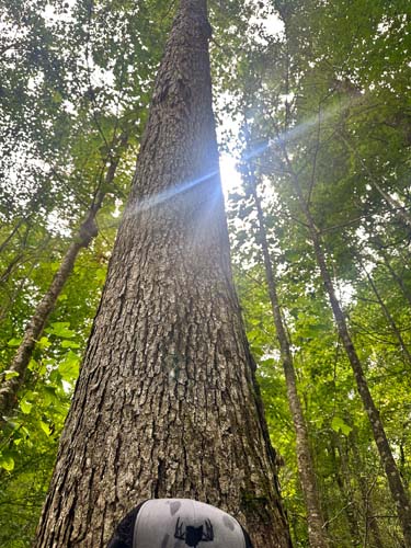Dense timber with trail potential