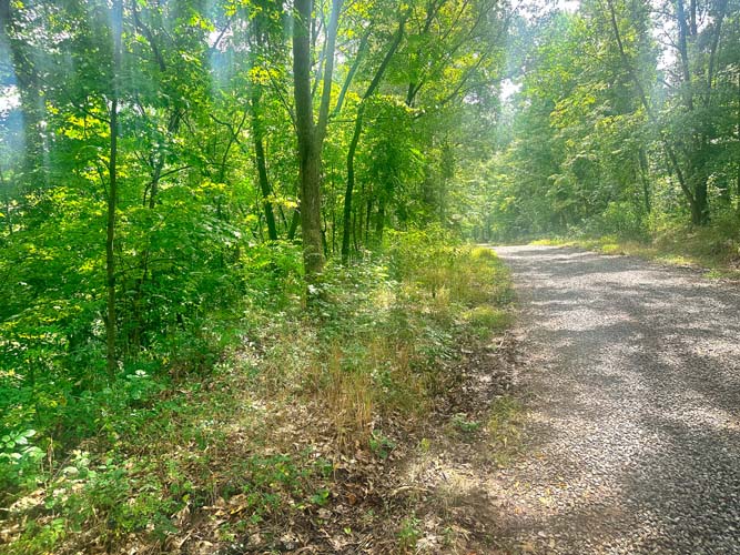 Shaded canopy with hardwood mix