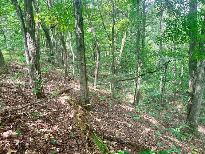Deer habitat in timber basin