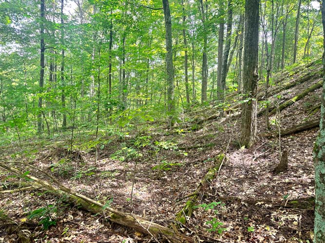 Cutting site for future trails