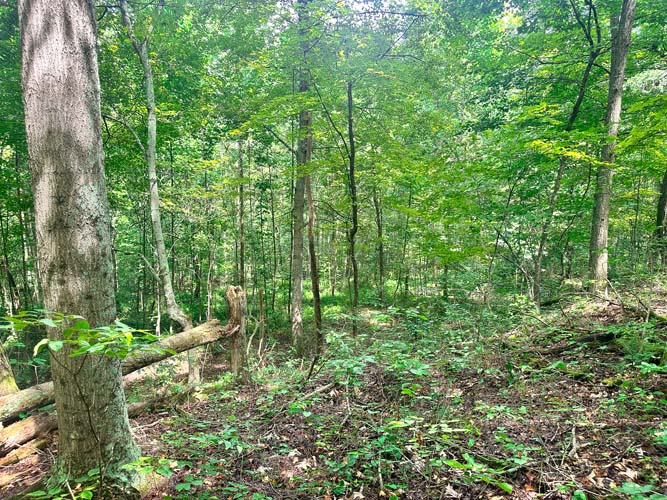 Remote land for cabin retreat