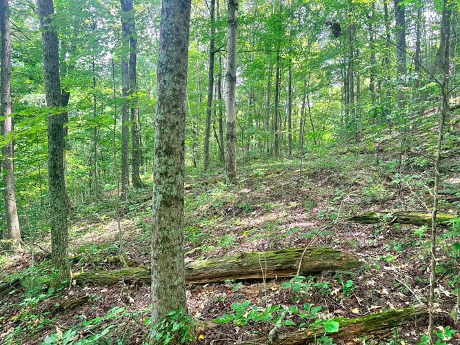 Hardwood cover and bedding area