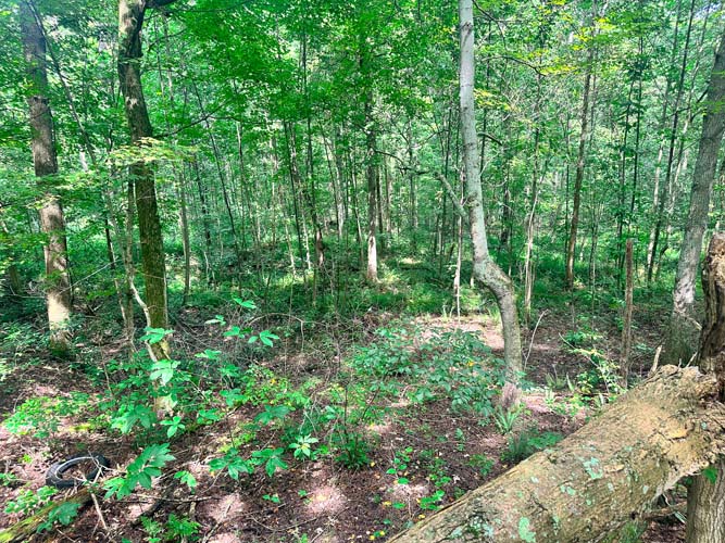 Timber value in oak and hickory