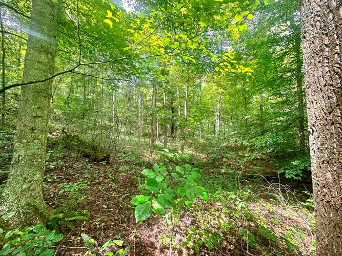 Backcountry land with potential