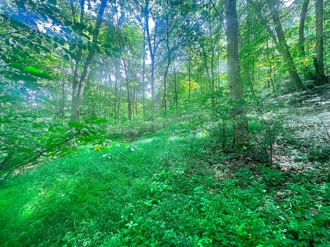 Wildlife trail in deep woods