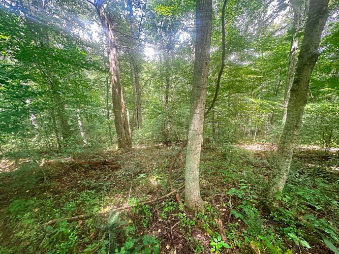 Sloped ridge with hunting setup