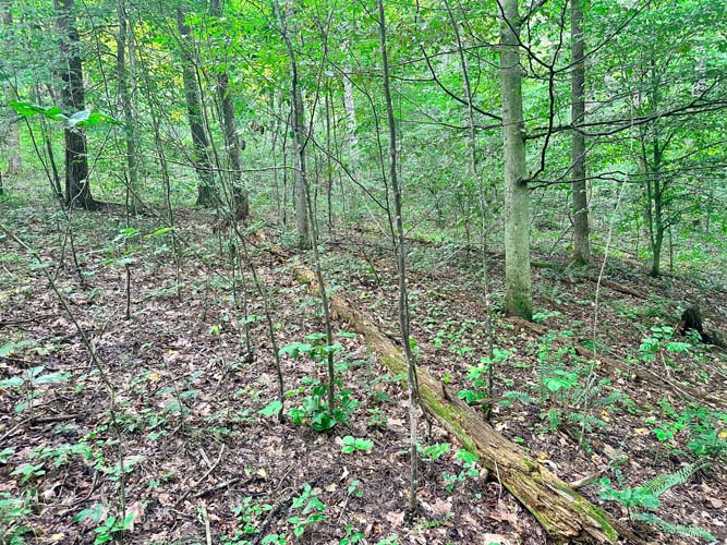 Bedding cover near creek