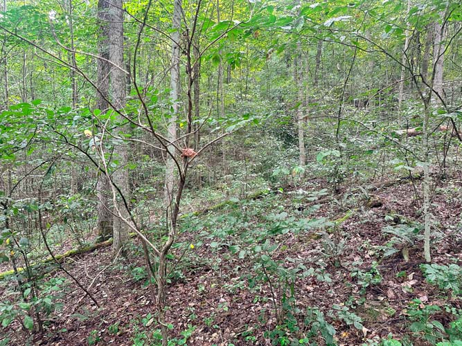 Forest floor with mast trees
