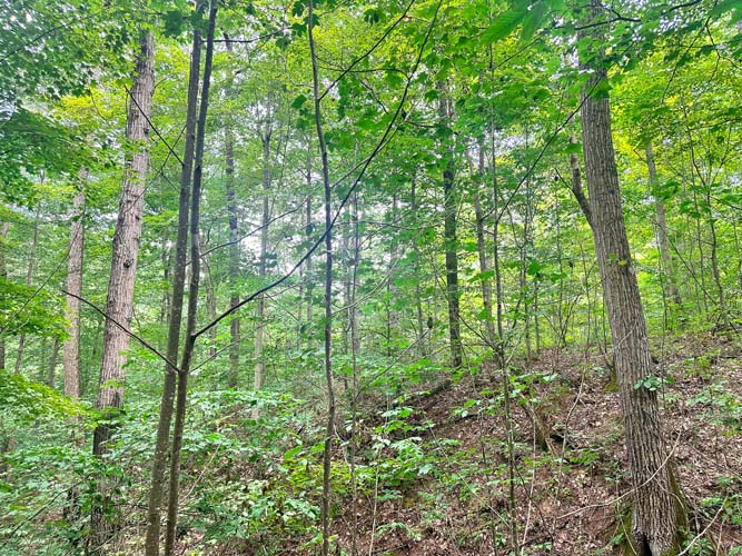 Hardwood ridge with seclusion