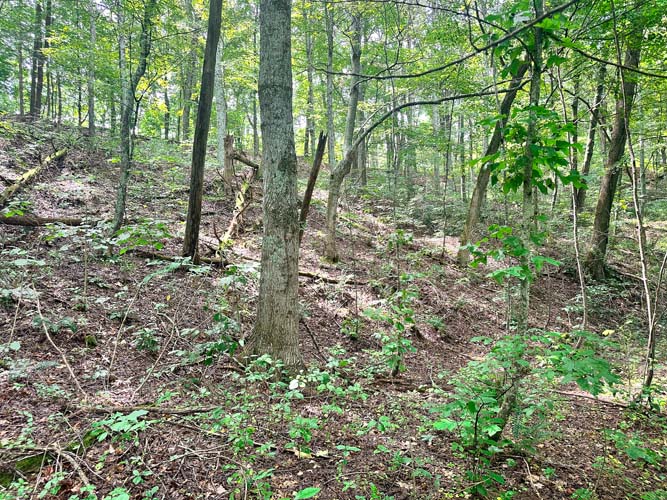 Peaceful setting with no neighbors