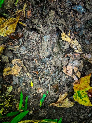 Downhill slope with flat benches
