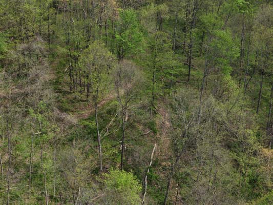 Wooded hollow with natural wildlife cover