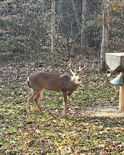 Gallia County Ohio woods with thick brush cover