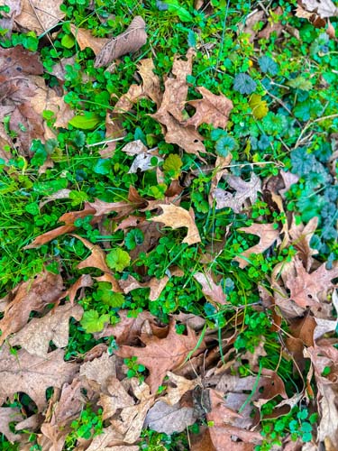 King Chapel Road Ohio land tract with gravel entry access