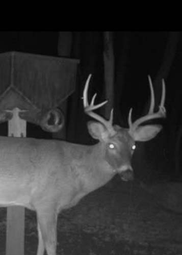 Ohio whitetail property known locally as the Holler