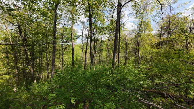 Lew Martin Road Noble County food plot