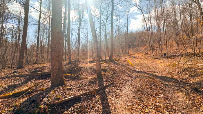 Whitetail hunting land with natural bedding areas and cover