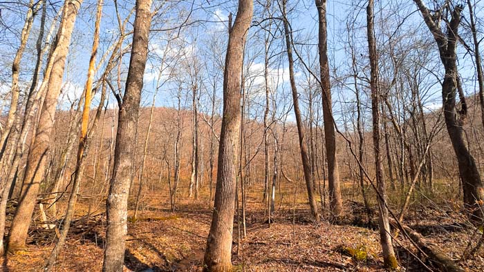 All wooded land with prime deer movement and habitat