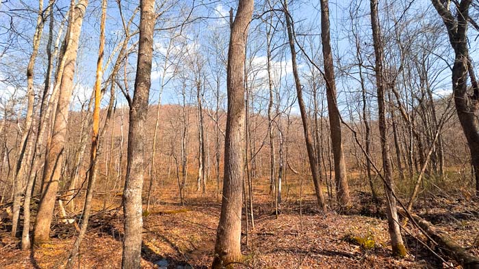 Timbered tract with excellent locations for hunting setups