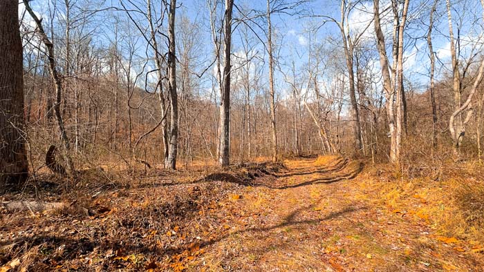 Recreational property with dense timber and wildlife habitat