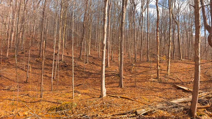 Expansive Ohio acreage with prime whitetail habitat and timber