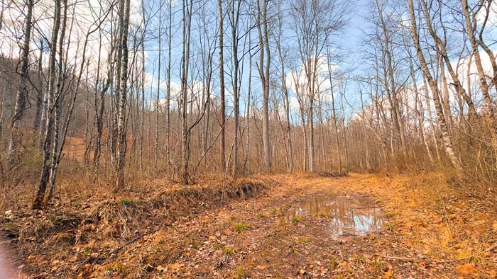 Large wooded property with excellent deer and turkey habitat