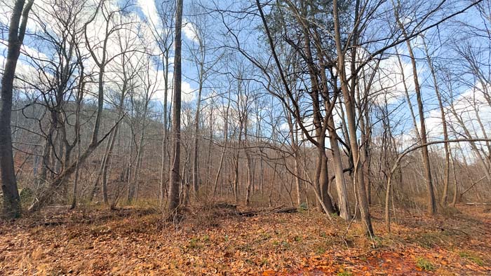 Wooded acreage with potential for trails and food plots