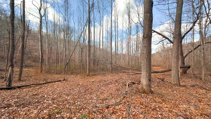 Wooded land with room for trail riding and hunting setups