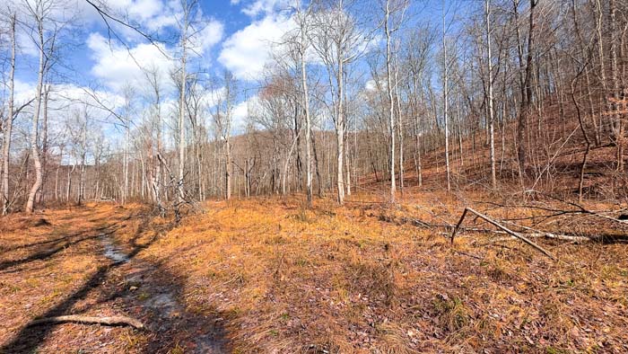 Southern Ohio acreage with natural bedding and feeding areas