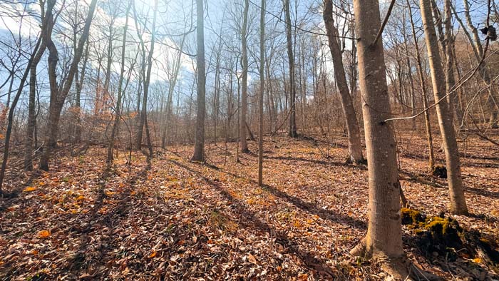 Timberland property with excellent hunting potential in Ohio