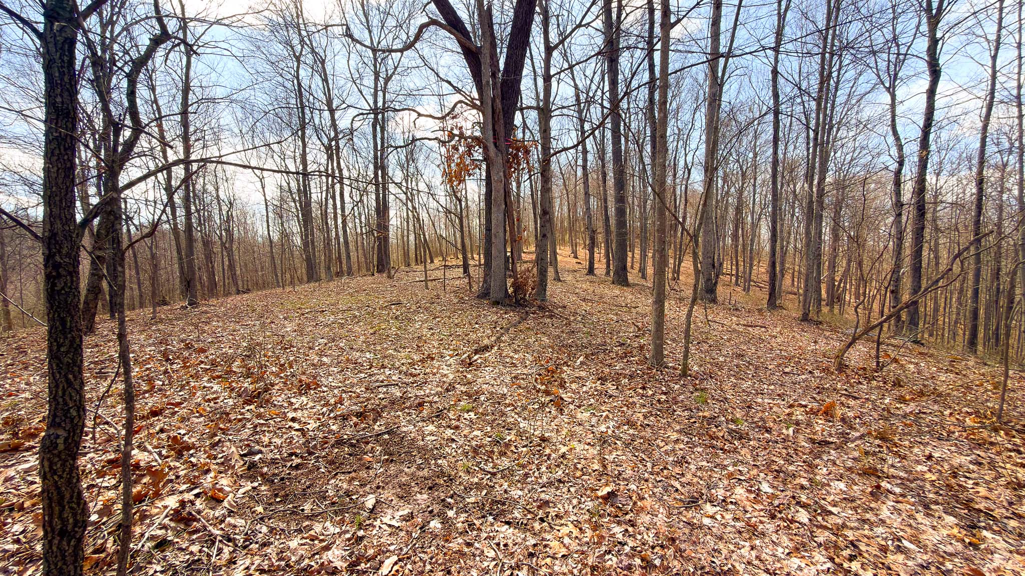 Wooded ravine on property