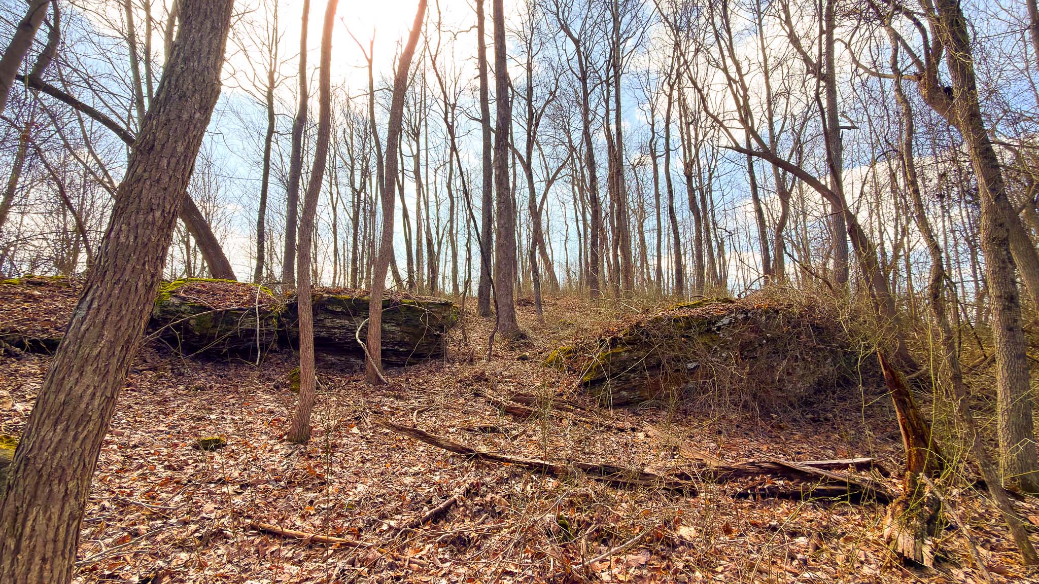White oak timber stand