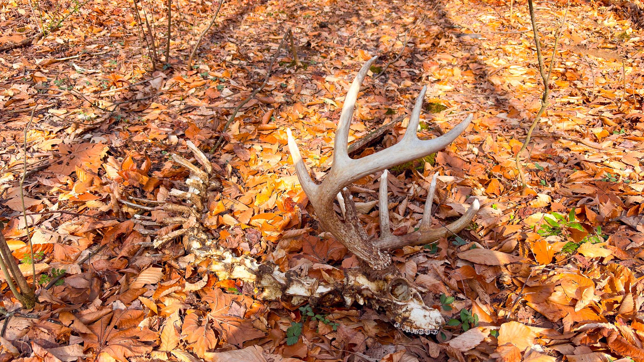 0 Millers Run Back Run Road — 213-acre Scioto County trophy whitetail hunting and recreational tract with chestnut oak, flat ridge tops, and 2,500 ft dual frontage, Lucasville, Ohio