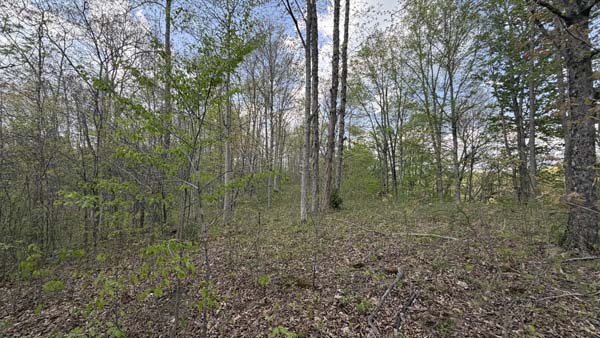 Remote property with mature timber and quiet setting