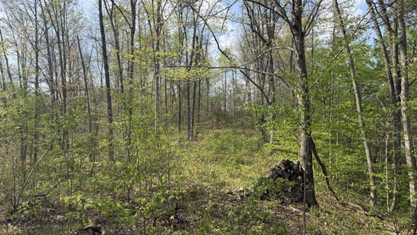 Hunting land with dense woods and wildlife habitat