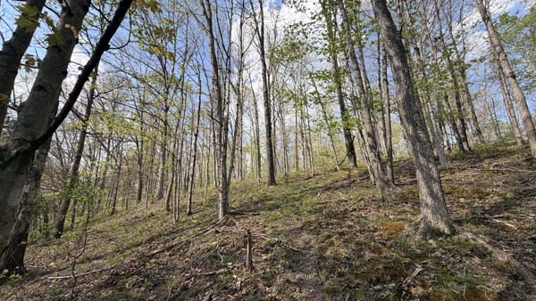 Rolling hills and timbered property in Vinton County