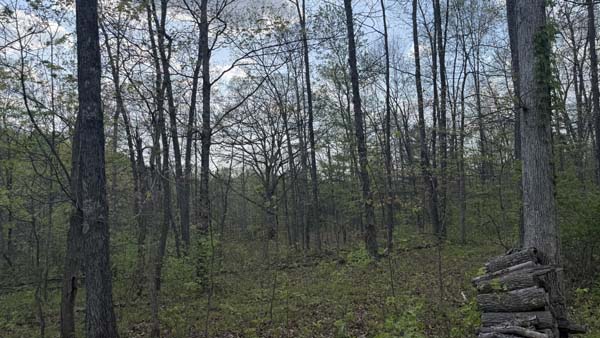 Secluded wooded property ideal for cabin or retreat
