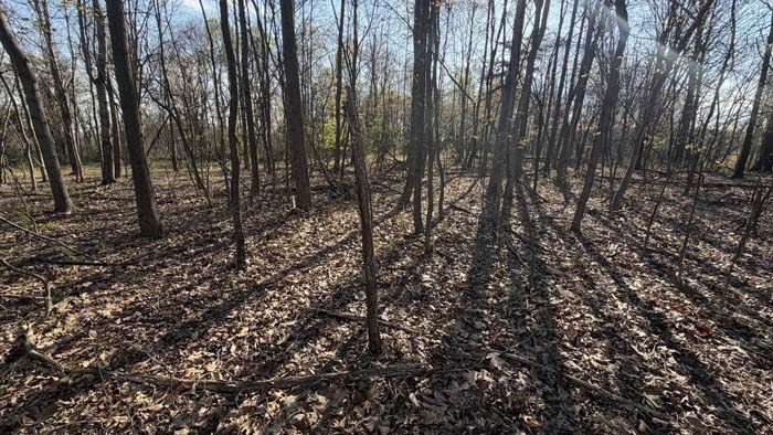 Large timber poplar trees Ohio land